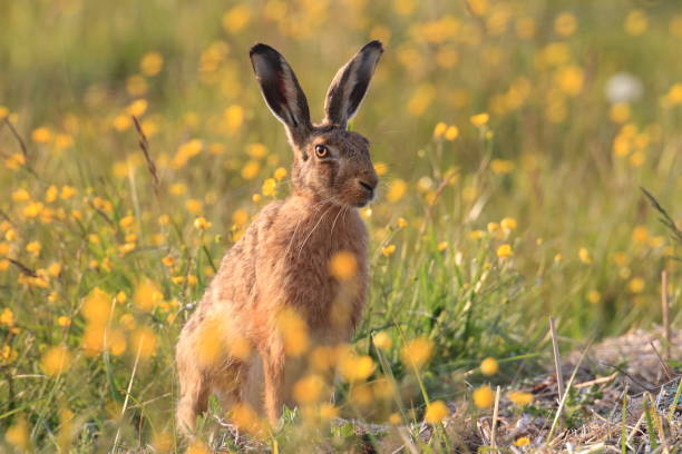 istock European brown hare (Lepus europaeus) 950468380