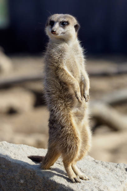 istock Suricata standing on a guard. Curious meerkat (Suricata suricatta). 950469200