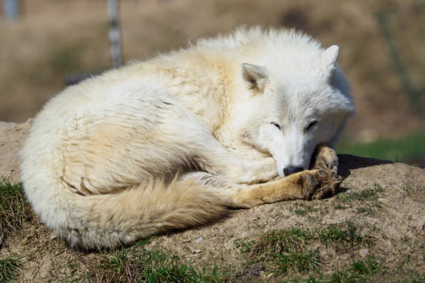 istock The Arctic wolf (Canis lupus arctos), also known as the Melville Island wolf. Wolf lying at rest. 950469218