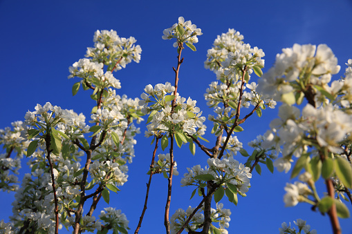 White blossom branch, apple fruit tree in spring with blue sky