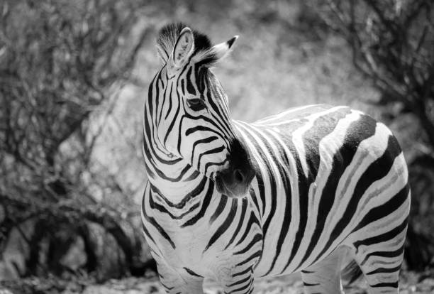 istock Black and white photo of African Zebra 950472146