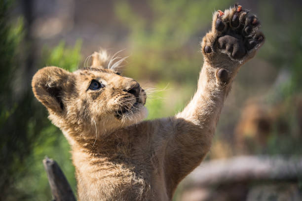 Lion two front legs and paws isolated laying crossed on white close-up