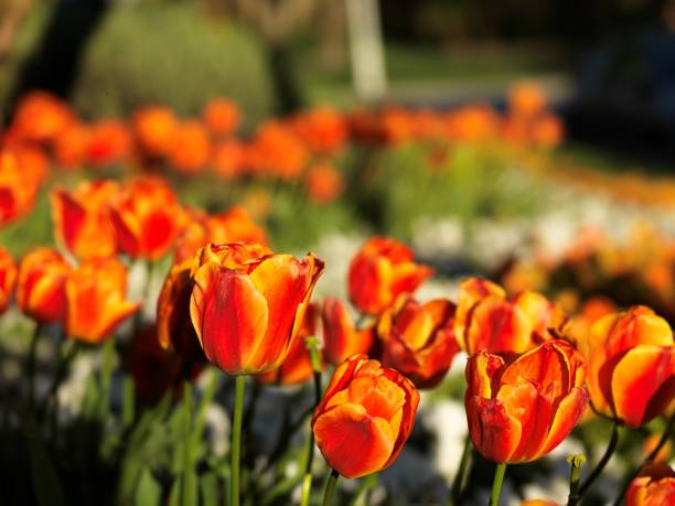 istock Yellow and Orange color tulips 950472518