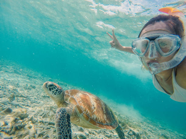 istock Selfie of girl with turtle underwater 950472936
