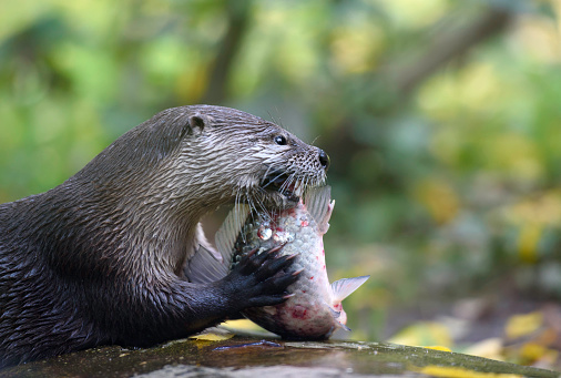 River otter with its lunch. Eurasian common otter eats raw fish on a rock holding it with its hands, side view closeup portrait with copy space