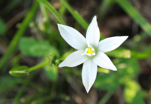 istock White wild flower in the garden. 950473092