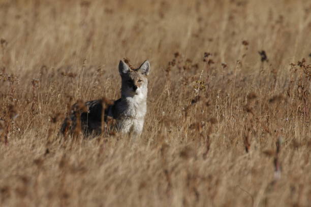 istock Coyote in Yellowstone NP USA 950474036