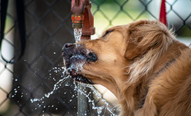 istock Thirsty Golden Retriever 950474438