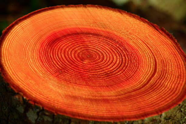 istock Pacific Northwest forest and Douglas fir trees 950476874