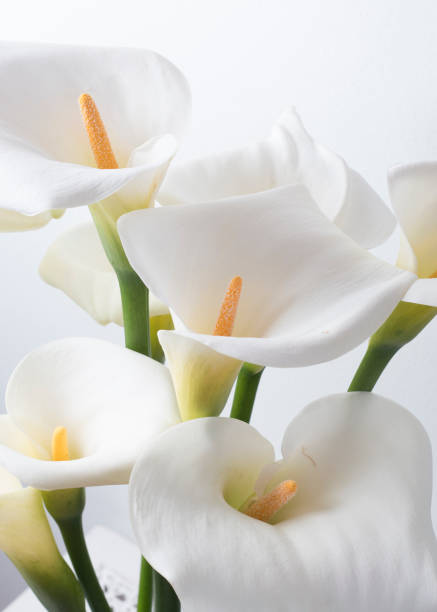 istock Creek flowers bouquet 950476916