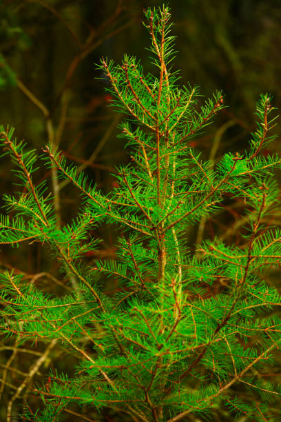 istock Pacific Northwest forest and Douglas fir trees 950478676