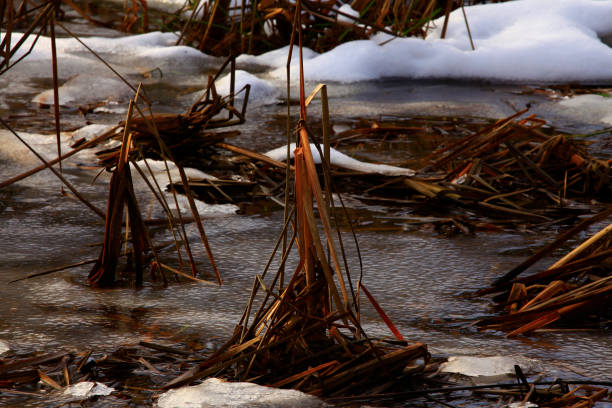istock Pacific Northwest wetlands and Dagger leave rush plants 950478884