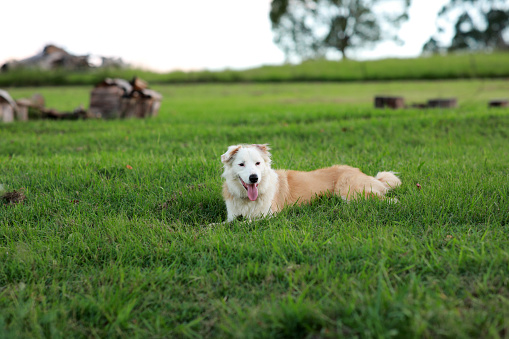 A farm dog rests in green grass.