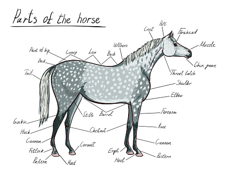 Cartoon hand drawing and hand written vector illustration with dapple grey horse color.