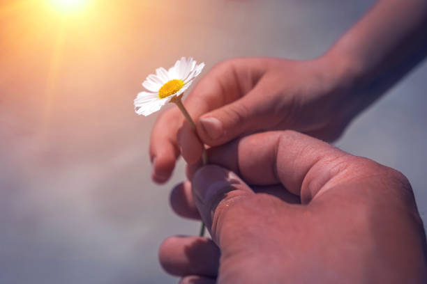 Boy's hand giving wild flower with love at sunset. beautiful background
