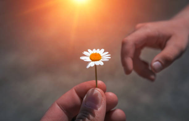 istock hand giving wild flower with love at sunset. beautiful background 950484902