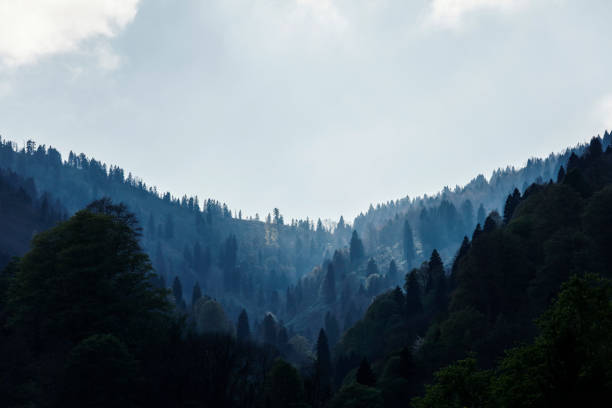 Forest of gree tree in national park