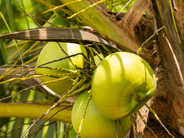 istock three green coconut fruit on a palm tree close-up, round fruit in sunlight 950485782