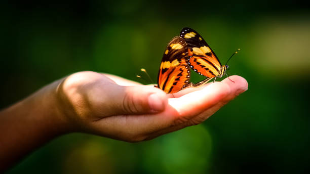 istock Human hand holding butterflies 950486516