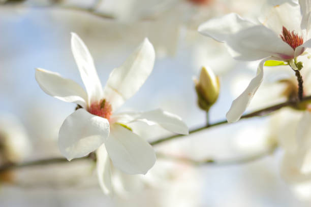 magnolia kobus, fiori di magnolia bianca alla luce del sole, uno sfondo sfocato, un bocciolo non aperto, un bellissimo sfondo naturale, un vuoto per un designer, un giardino botanico primaverile - petal bud plant agriculture foto e immagini stock