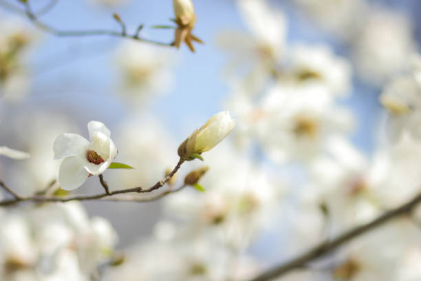 magnolia kobus, fiori di magnolia bianca alla luce del sole, uno sfondo sfocato, un bocciolo non aperto, un bellissimo sfondo naturale, un vuoto per un designer, un giardino botanico primaverile - petal bud plant agriculture foto e immagini stock