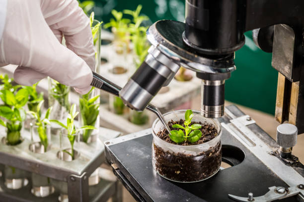 istock School laboratory exploring new methods of plant breeding 950492630