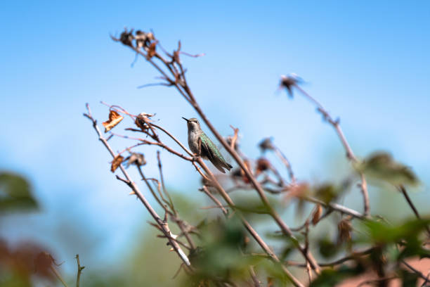 istock Anna's hummingbird female with emerald back resting 950496248