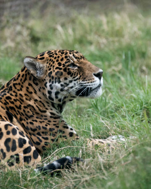 istock Spotted Jaguar lounging in the grass 950496552