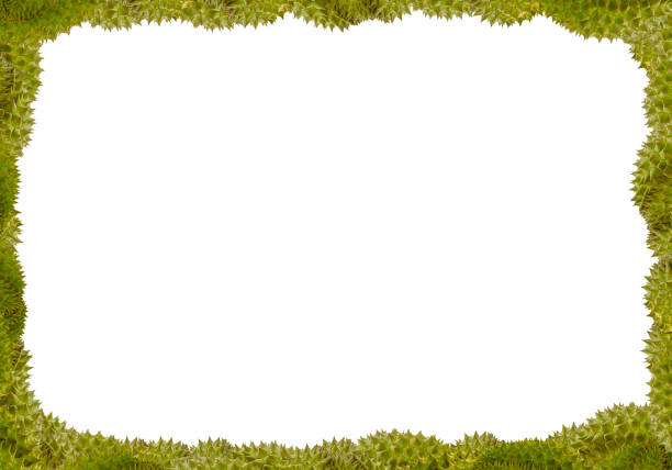 istock green durian volumetric framework barbed border on white background, asian exotic decoration 950499606
