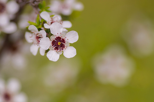 White plum (Ume) buds and flowers (Natural+flash light, macro close-up photography)