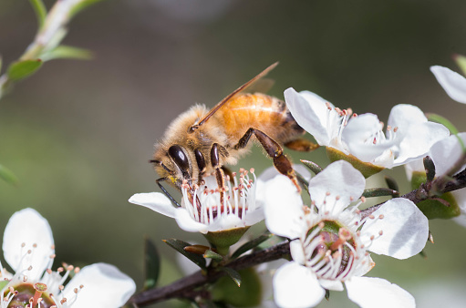 Honey bee on manuka flower from which manuka honey with medicinal benefits are made with space on the right