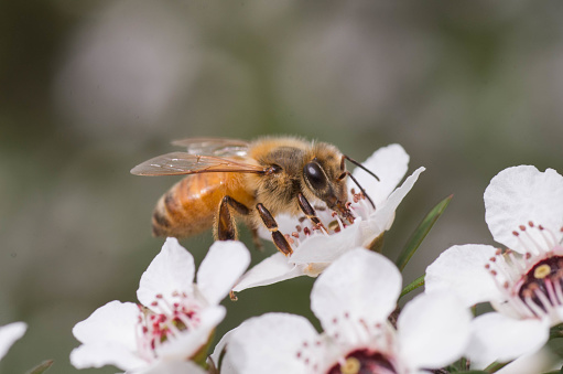 Macro details of a spring time flower in bloom with a little Bee on it.