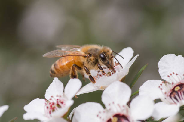 pszczoła miodna na kwiat manuka, z którego wytwarzany jest miód manuka z korzyściami leczniczymi - manuka zdjęcia i obrazy z banku zdjęć