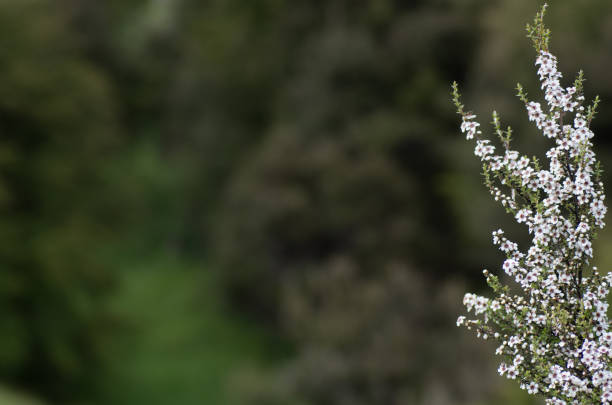 Manuka flower from which manuka honey with medicinal benefits is made