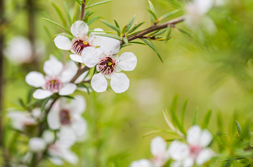 Manuka flower from which manuka honey with medicinal benefits is made