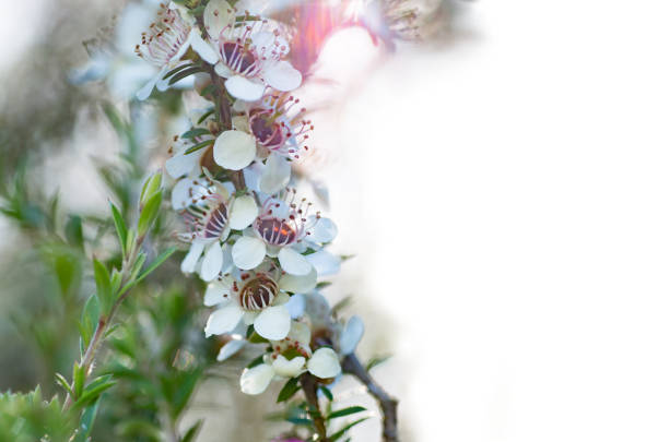 Manuka flower from which manuka honey with medicinal benefits is made