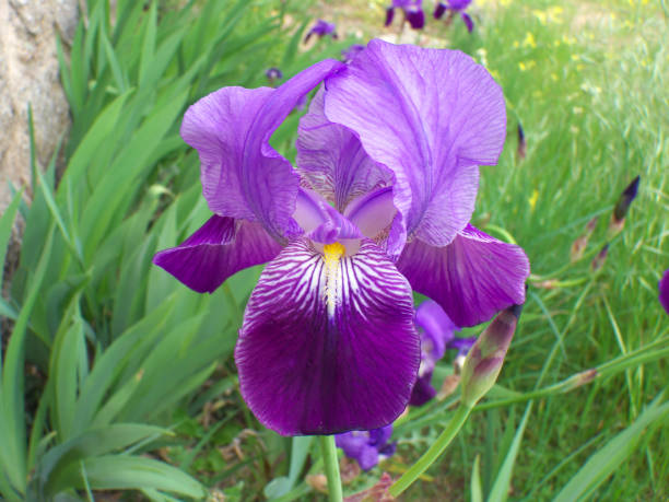 istock Violet blue iris in a garden. spring flowers 950503418