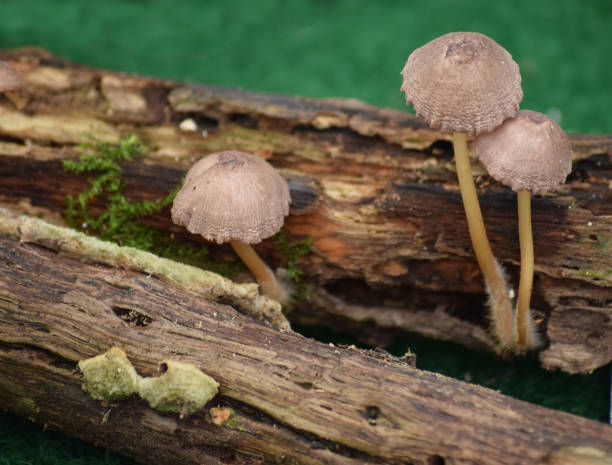 Mushroom known as Beautiful bonnet (Mycena renati) on the rotten wood Mushroom known as Beautiful bonnet (Mycena renati) - school case autotroph stock pictures, royalty-free photos & images
