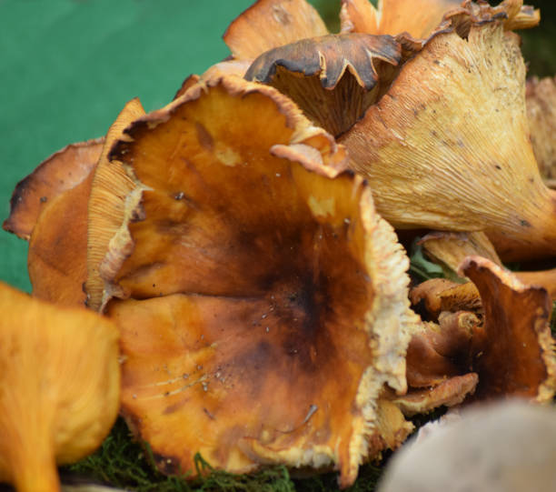 istock Delicious Jack-o-lantern mushroom (Omphalotus olearius) 950506214
