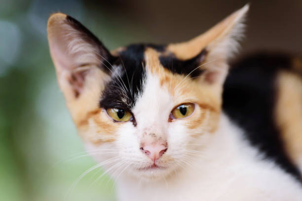 istock Close up of tricolor cat face 950506442