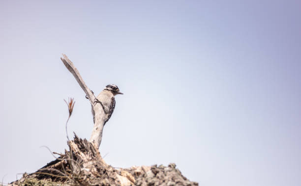 istock Downy Woodpecker Picoides pubescens 950507070