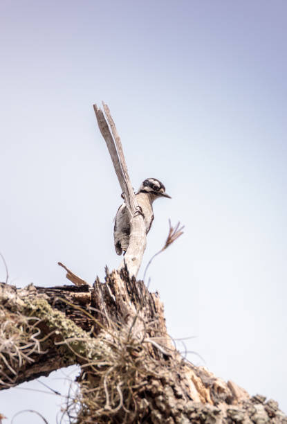 istock Downy Woodpecker Picoides pubescens 950507082