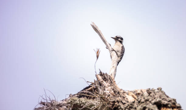 istock Downy Woodpecker Picoides pubescens 950507090