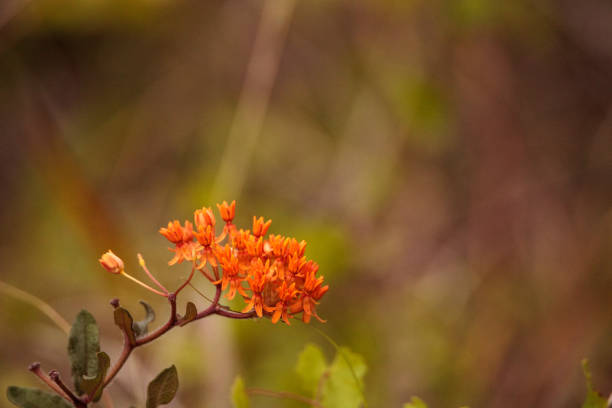 Orange flowers of butterfly weed Asclepias tuberosa Orange flowers of butterfly weed Asclepias tuberosa grows in a marsh in Naples, Florida florida native plants stock pictures, royalty-free photos & images