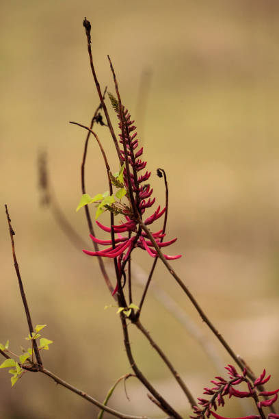 Red coral bean flower Erythrina herbacea grows in a marsh in Naples, Florida