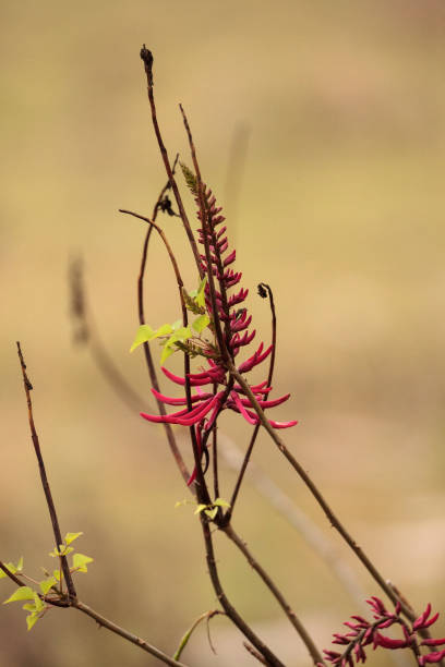 istock Red coral bean flower Erythrina herbacea 950507508