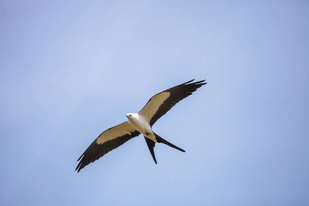 istock Swallowtail kite Elanoides forficatus 950510416