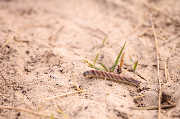 Yellow banded millipede Anadenobolus monilicornis crawls Yellow banded millipede Anadenobolus monilicornis crawls along the sand of a grass field in Naples, Florida florida millipede stock pictures, royalty-free photos & images
