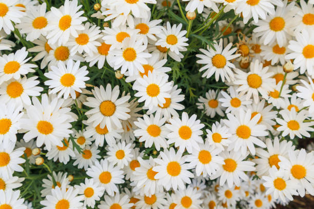 istock Beautiful white camomiles daisy flowers field on green meadow 950511444