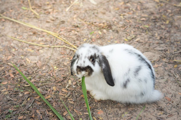 istock Bunny rabbit eating grass in garden. 950511732